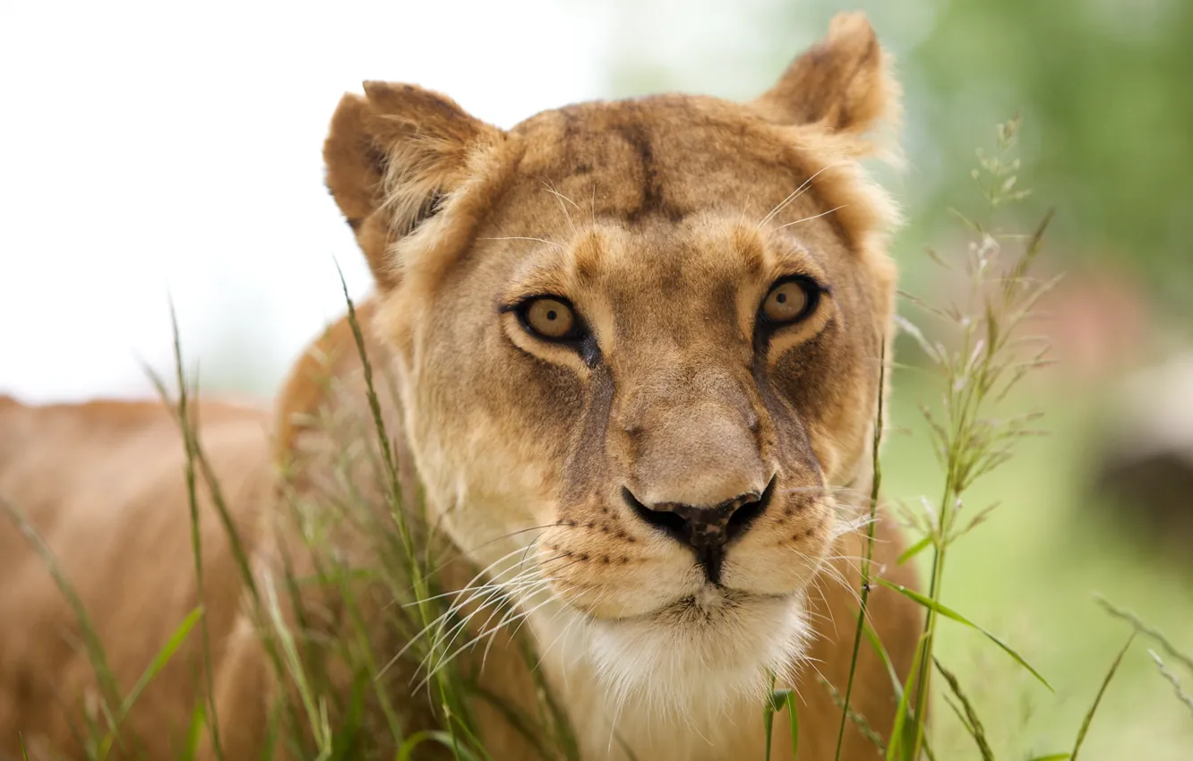 Фото обои животные, хищник, лев, львица, animals, lion, predator