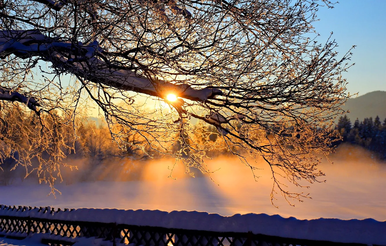 Фото обои небо, солнце, снег, ветки, дерево, Зима