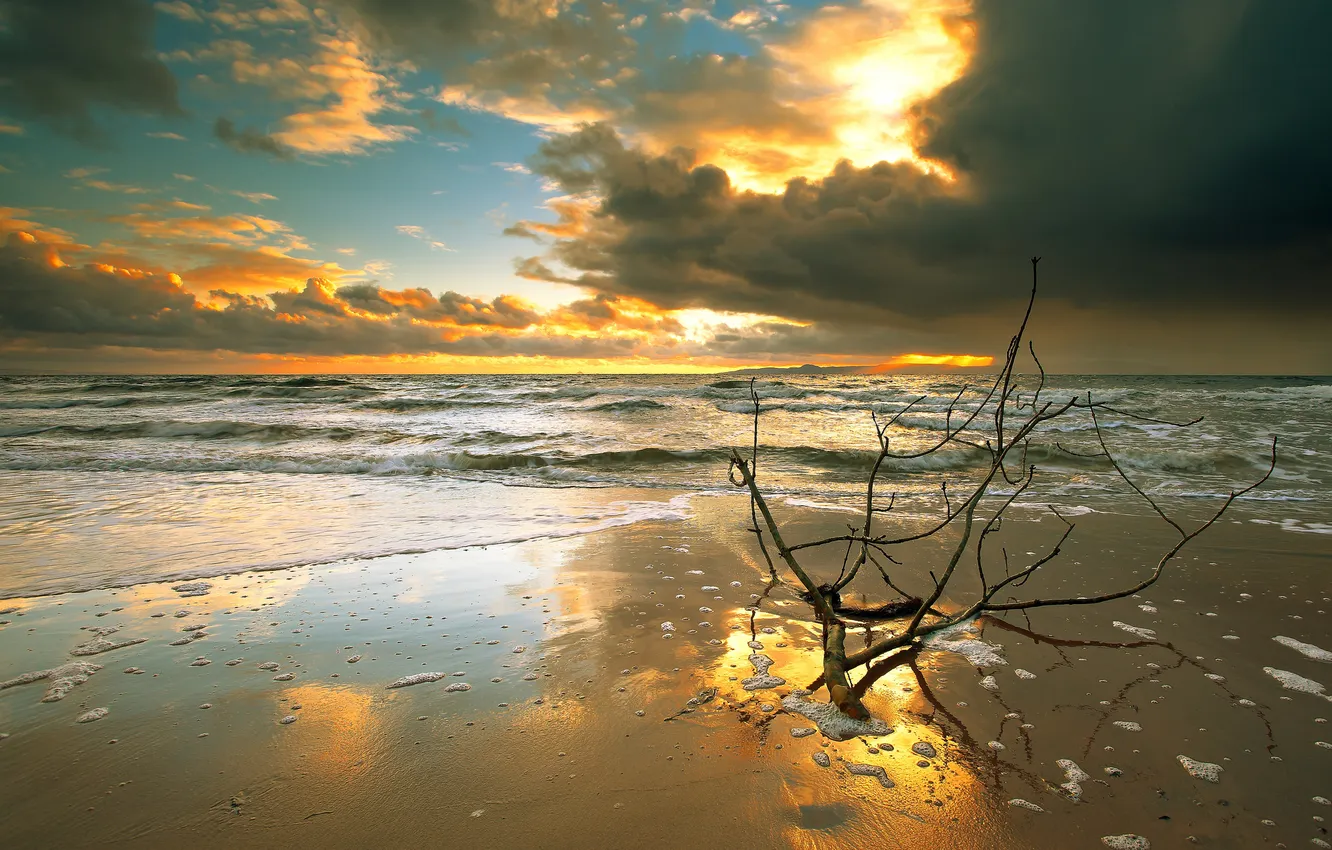 Фото обои море, пляж, закат, тучи, ветка
