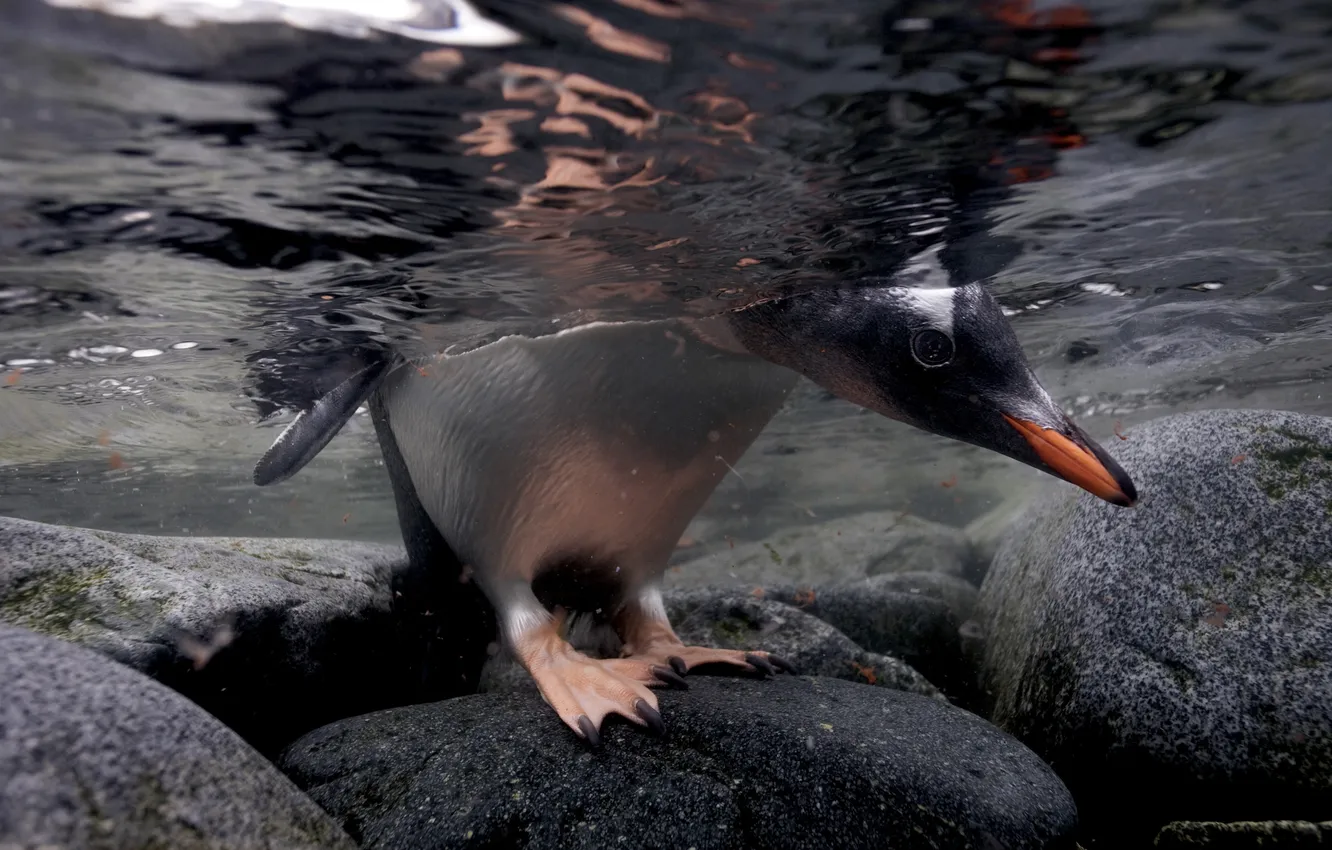 Фото обои вода, природа, пингвин