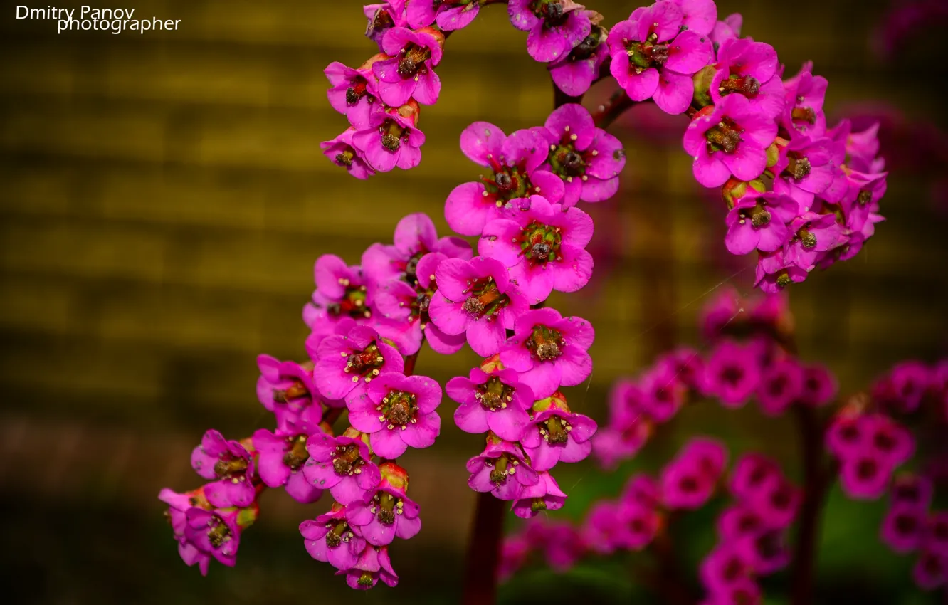 Фото обои природа, розовый, Цветы, бокэ