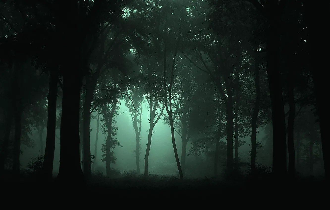 Фото обои лес, деревья, ночь