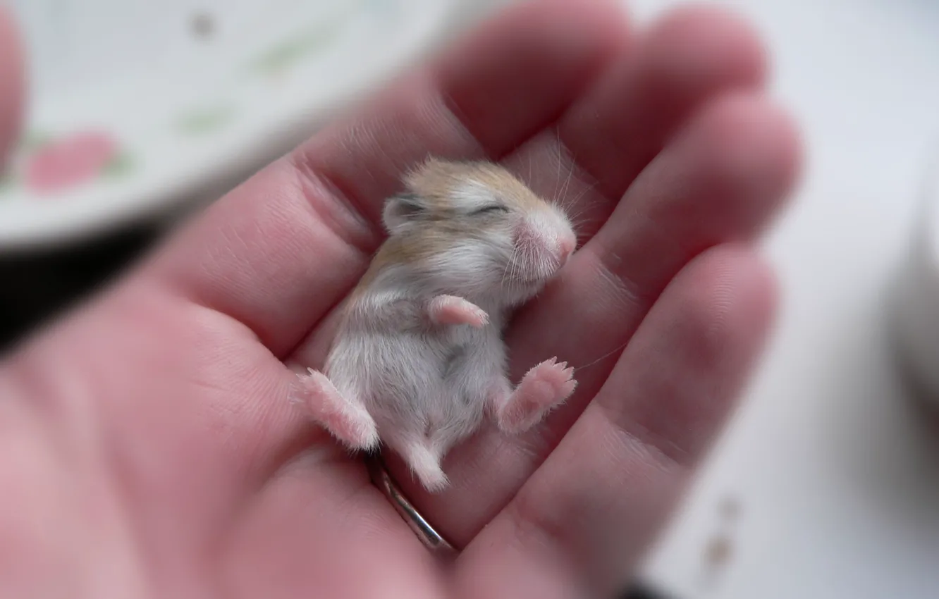 Фото обои рука, маленький, мышка, малыш, бежевый, хомячок