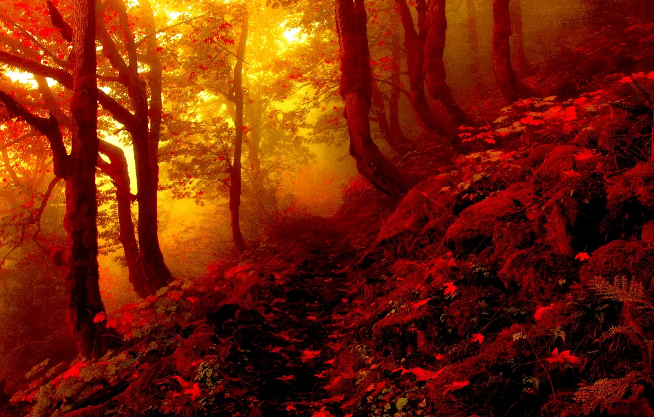 Фото обои лес, листья, деревья, туман, Осень, тропинка