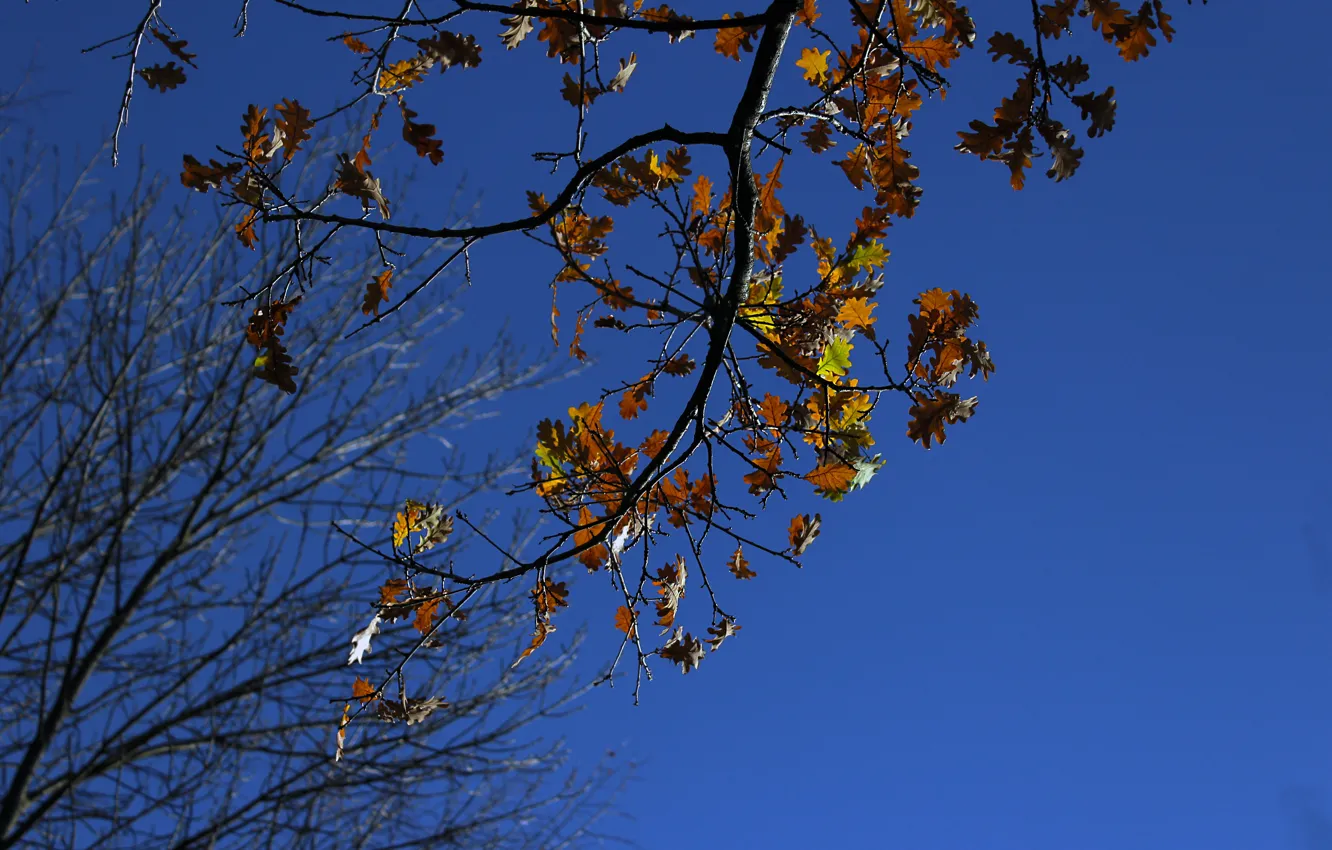 Фото обои осень, небо, настроение, реальное фото