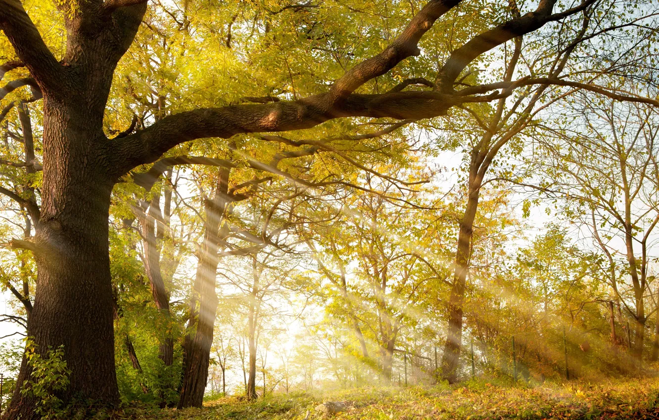 Фото обои осень, лучи, деревья, парк