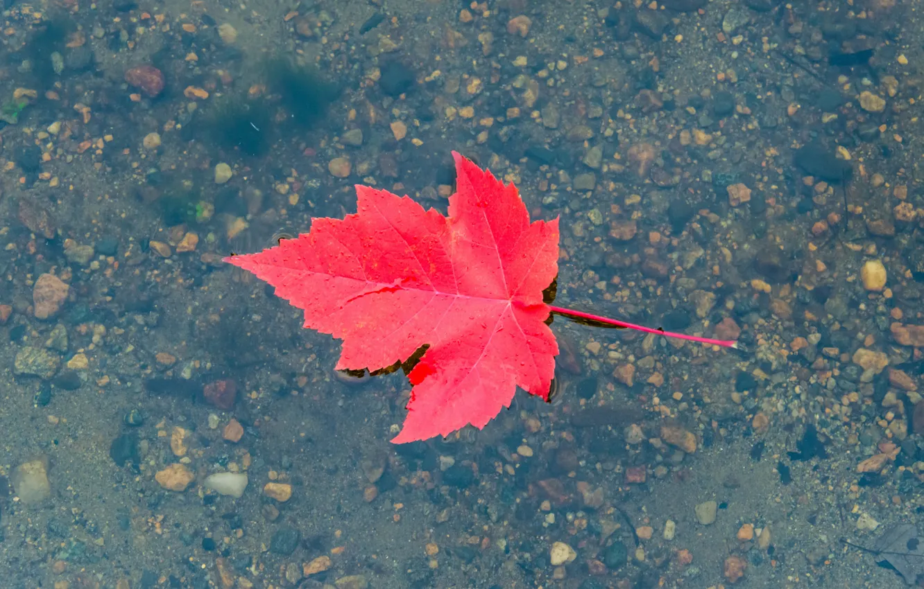 Фото обои вода, красный, галька, лужа, осенний листок