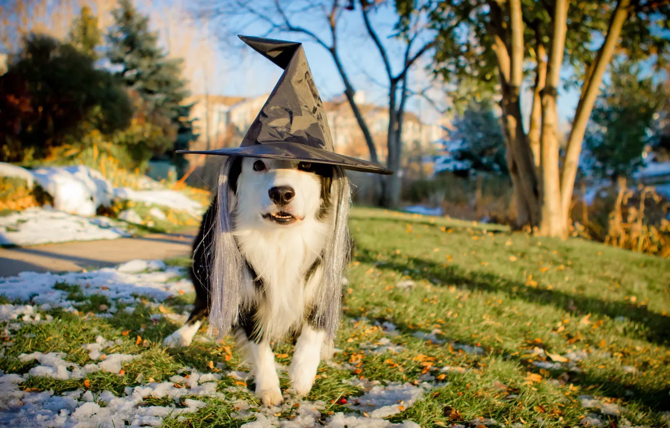 Фото обои праздник, собака, шляпа