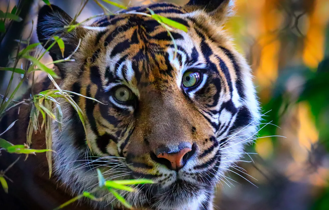Фото обои природа, тигр, зверь