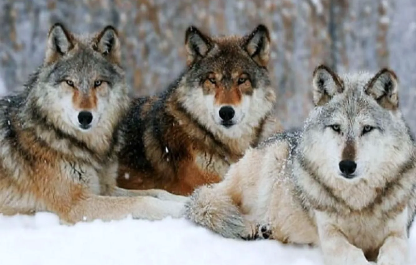 Фото обои white, black, grey, brown, winter, snow, three, wolves