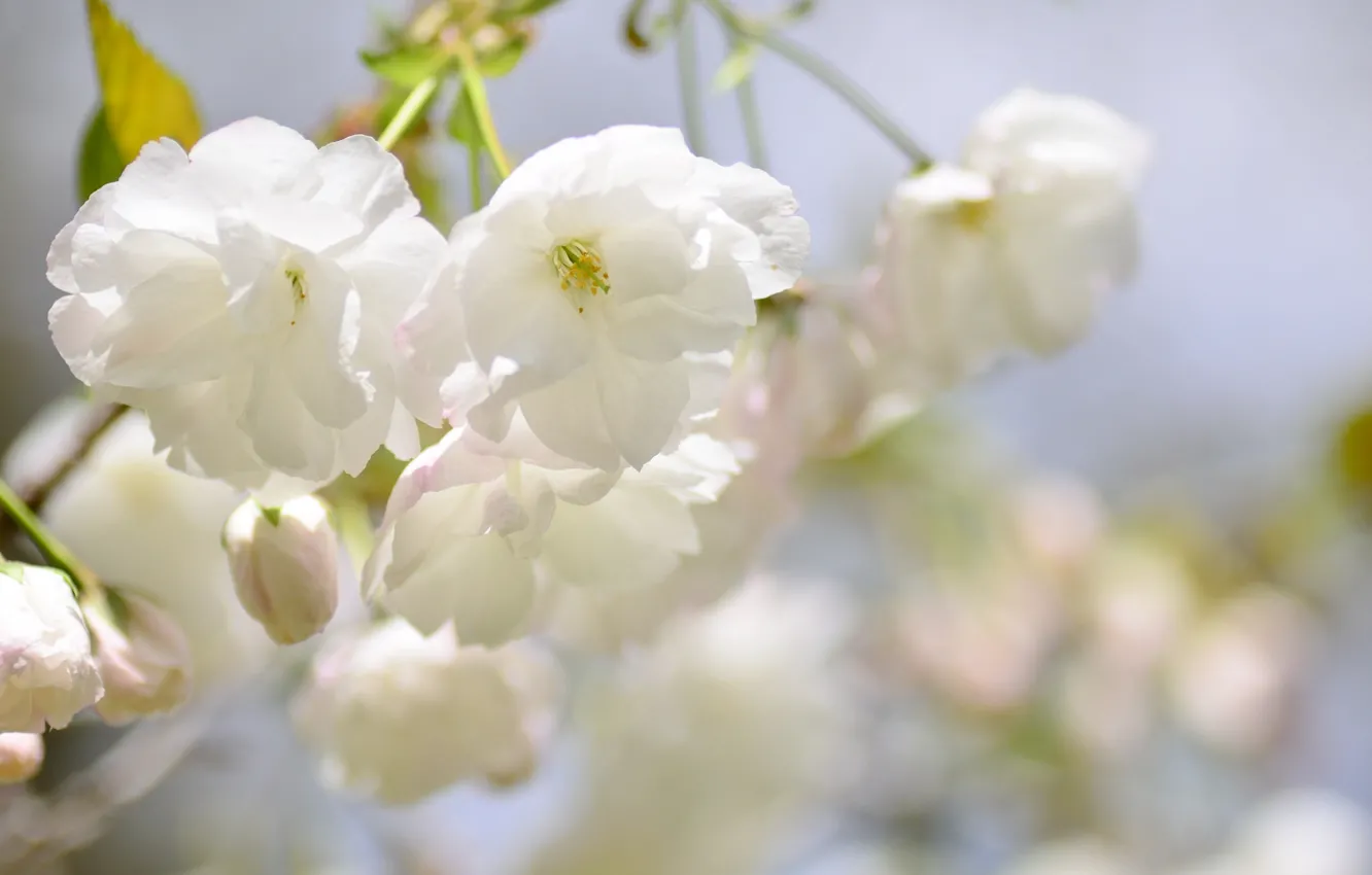 Фото обои ветки, весна, сакура