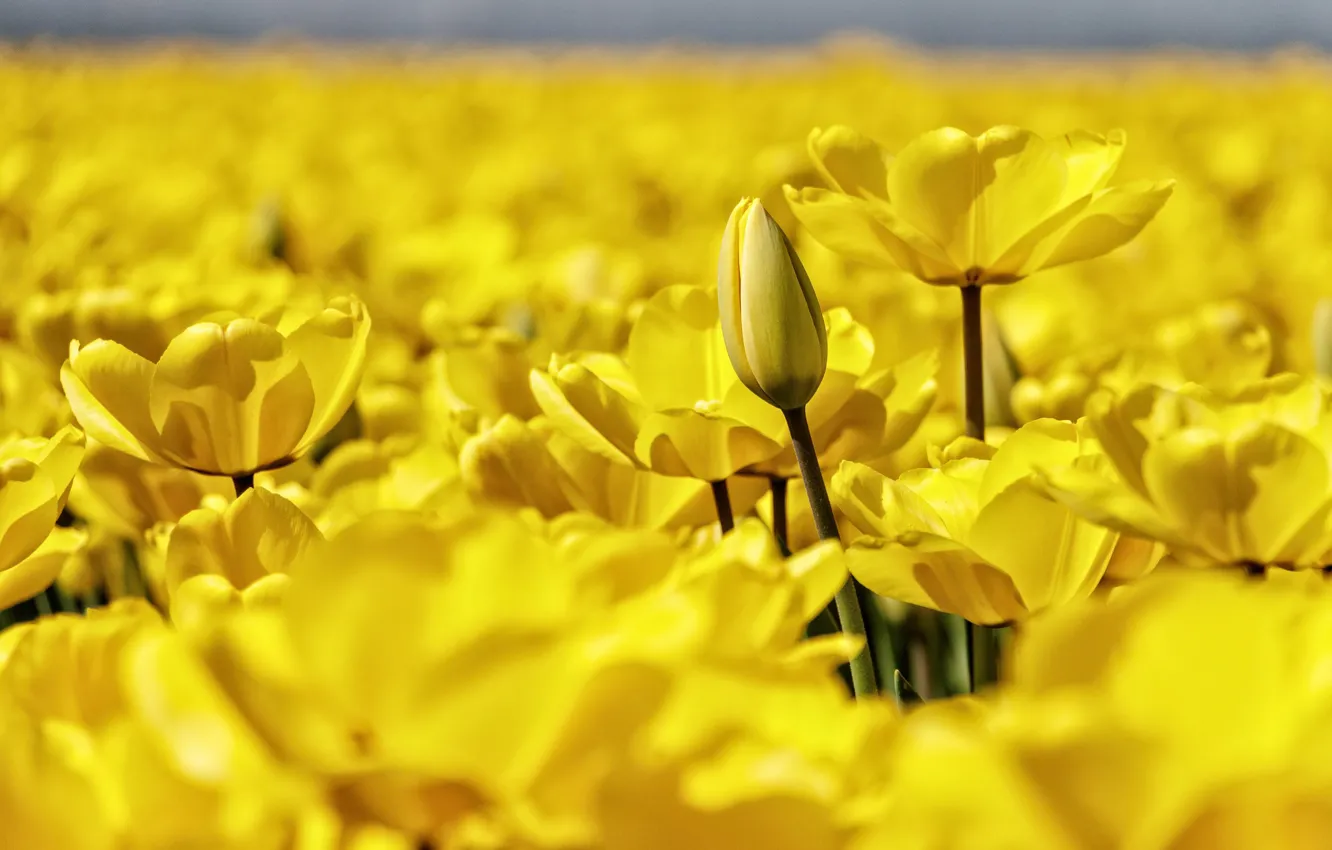 Фото обои макро, лепестки, размытость, бутон, тюльпаны, много, жёлтые тюльпаны