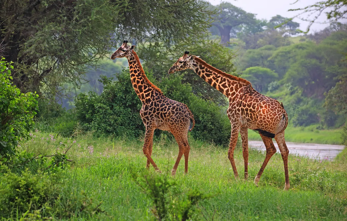 Фото обои зелень, деревья, природа, жираф, пара, жирафы, саванна, прогулка