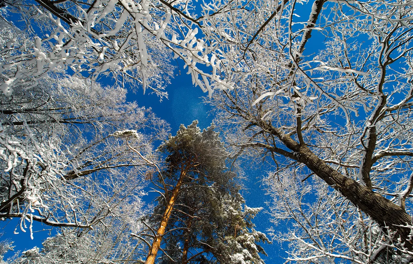 Фото обои зима, небо, деревья, ветки