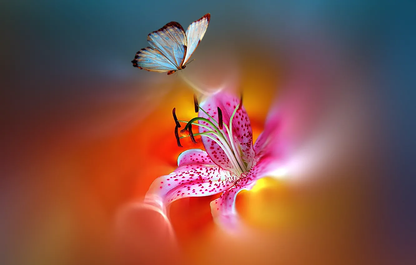 Фото обои цветок, бабочка, краски, стилизация, красивая, яркая, пестрая, Josep Sumalla