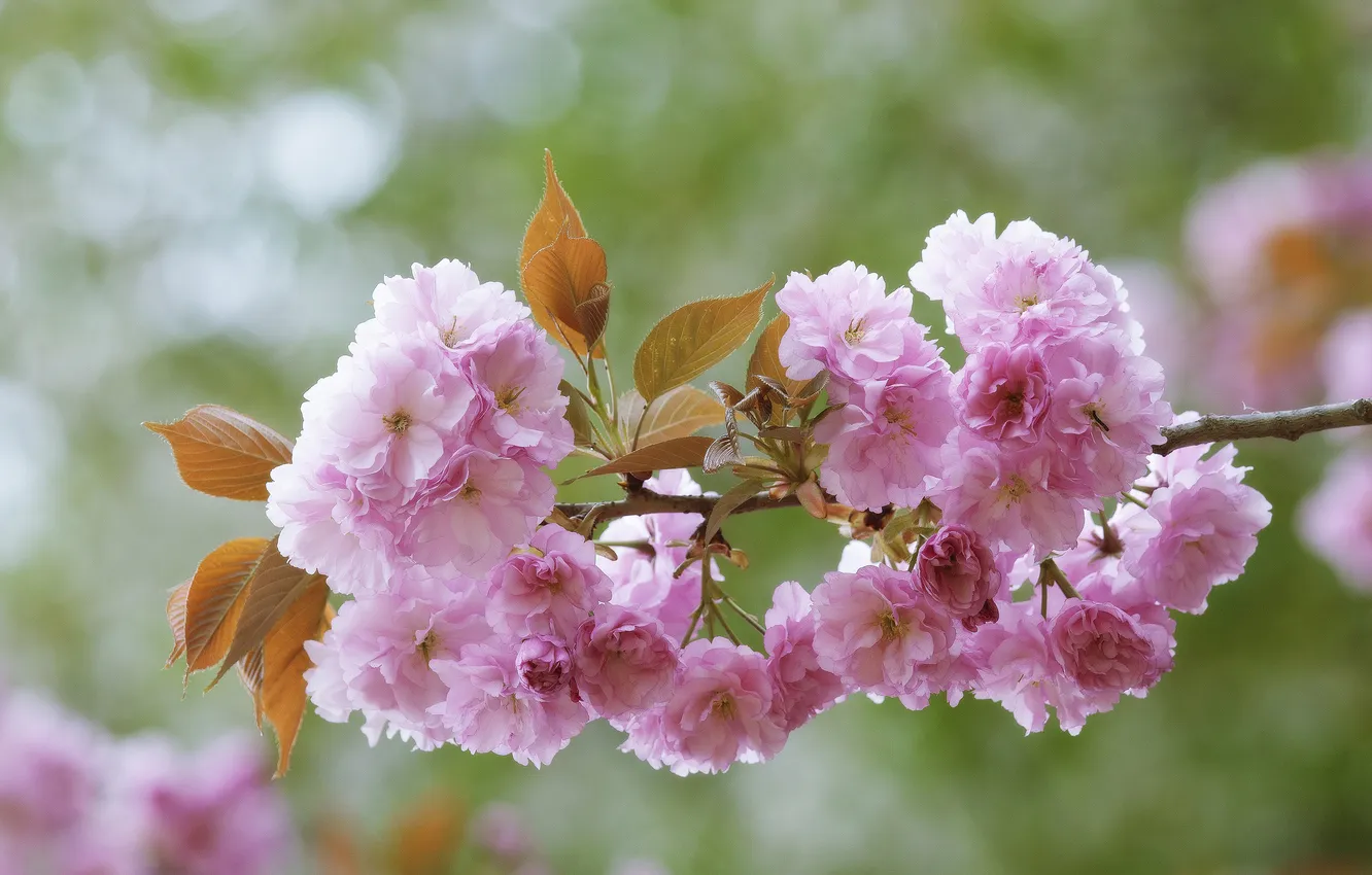 Фото обои ветка, сакура, японская вишня