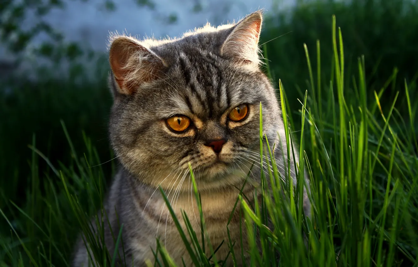 Фото обои трава, глаза, кот, морда, британец