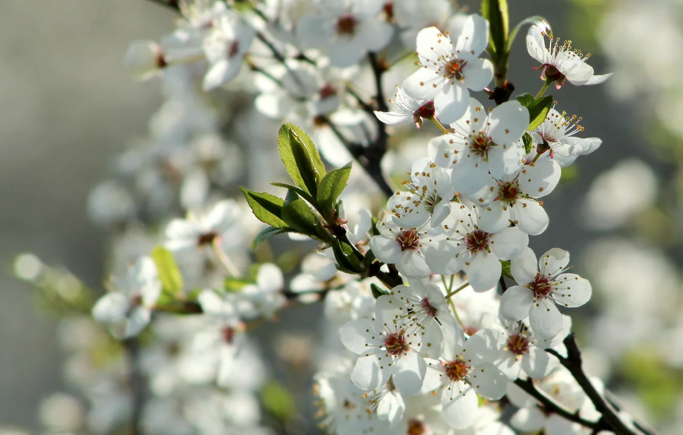 Фото обои white, flower, spring, twig