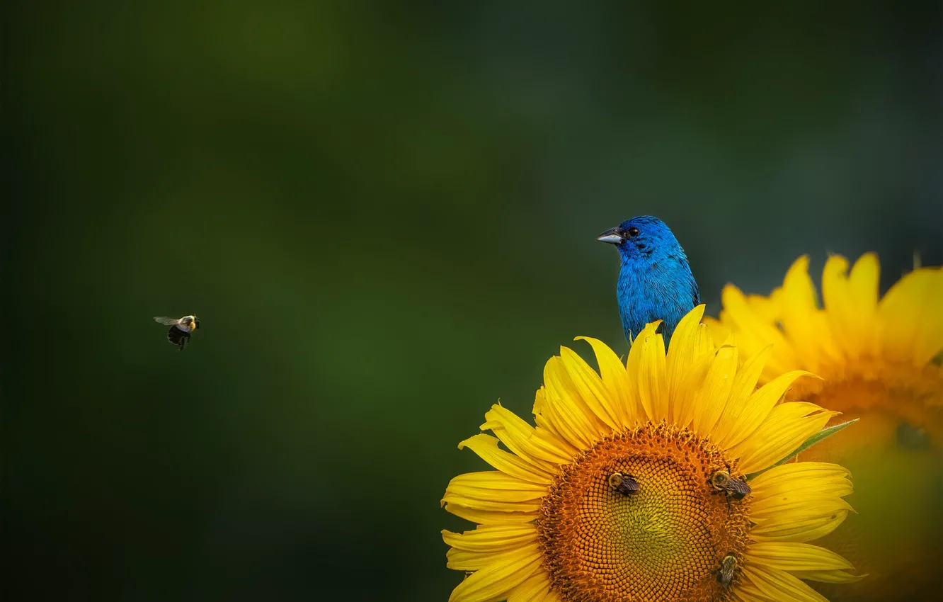 Фото обои подсолнух, пчелы, sunflower, bees, индиговая овсянка, Indigo Bunting, Ruiqing P