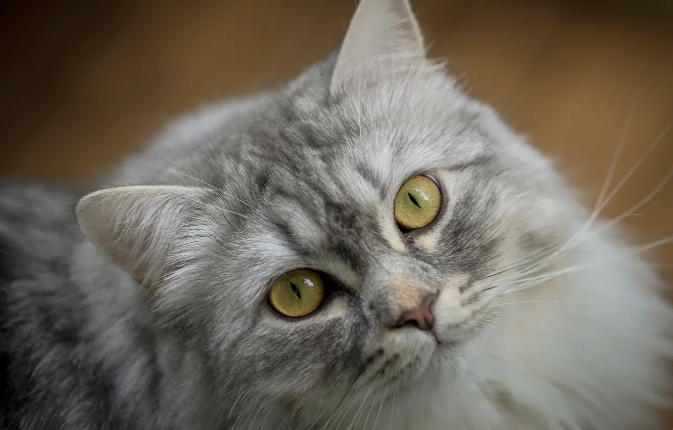 Фото обои кошка, кот, взгляд, морда, серый, портрет, пушистый, желтые глаза