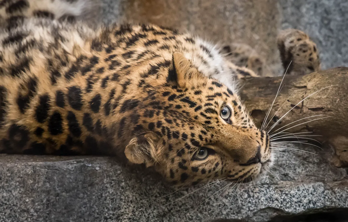 Фото обои малыш, леопард, красивый