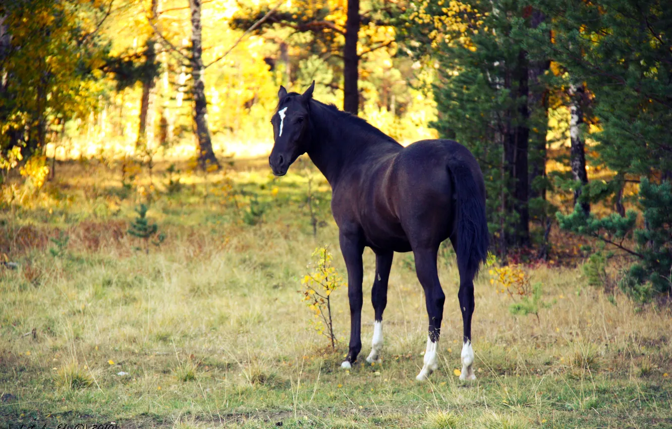 Фото обои осень, животные, закат, лошадь, вечер