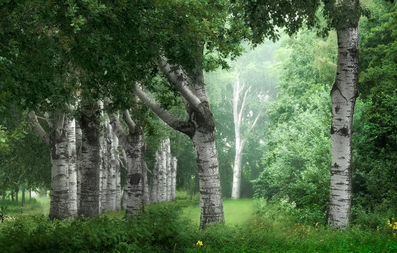 Фото обои лето, природа, парк