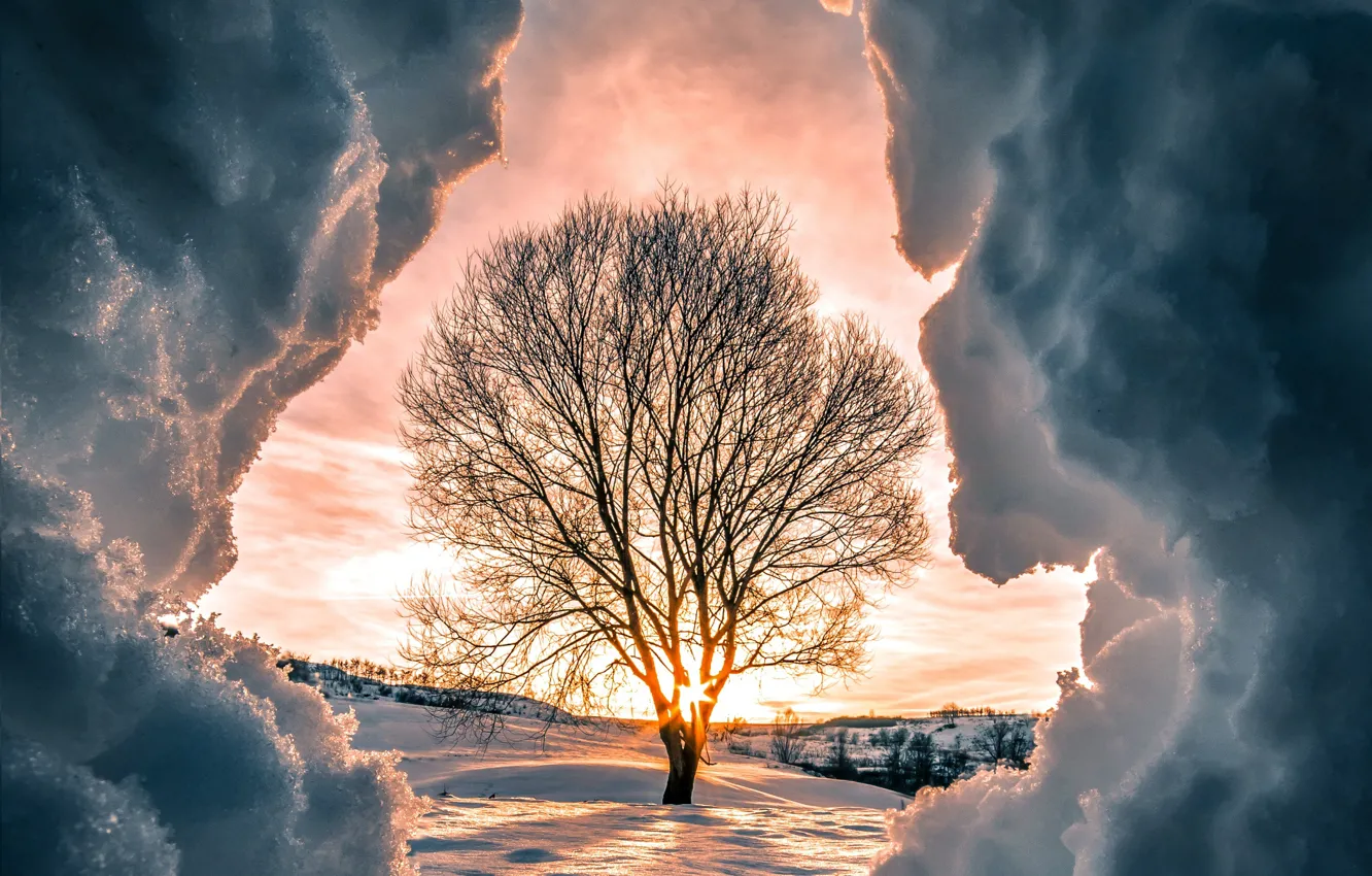 Фото обои зима, солнце, лучи, снег, закат, природа, дерево
