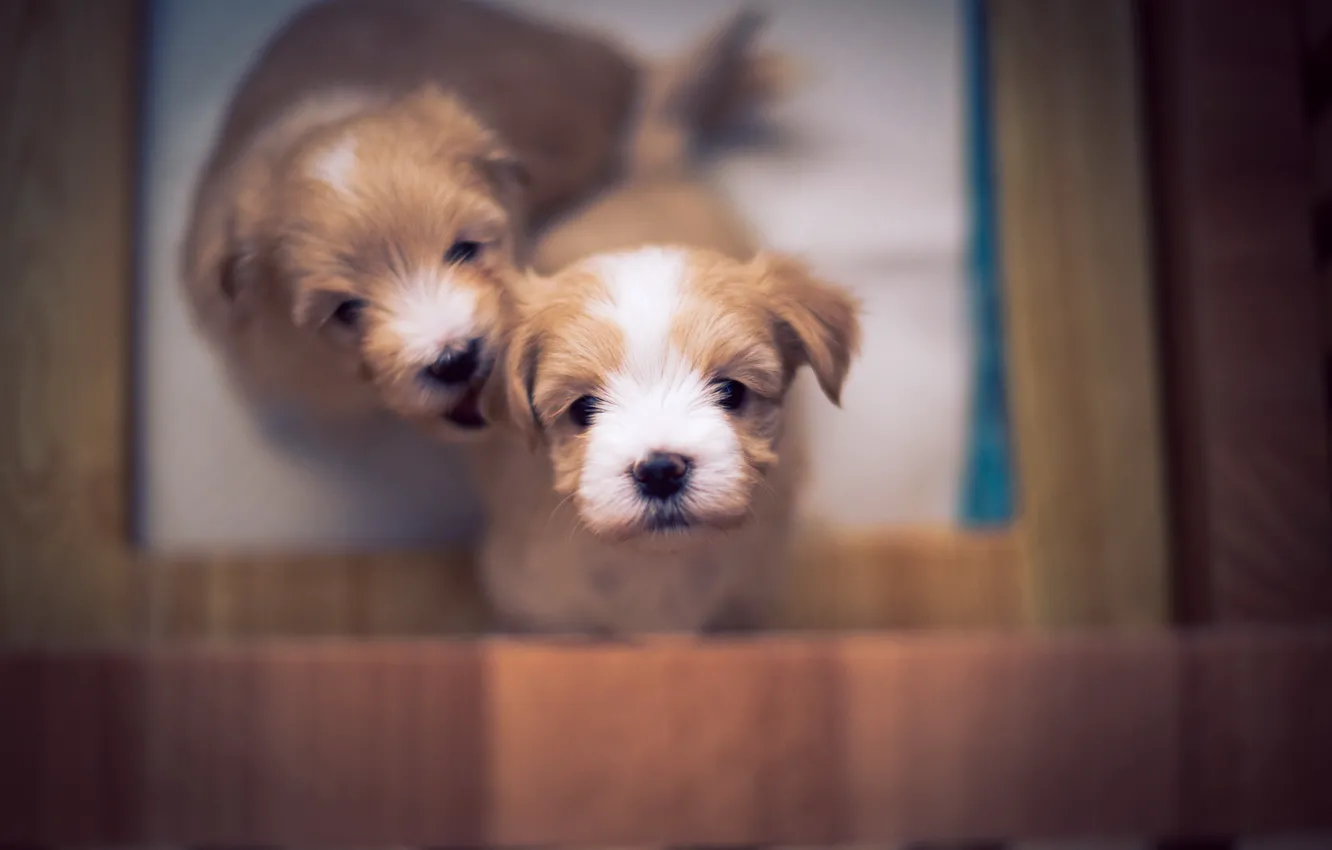 Фото обои puppy, dog, bokeh, cute, bichon