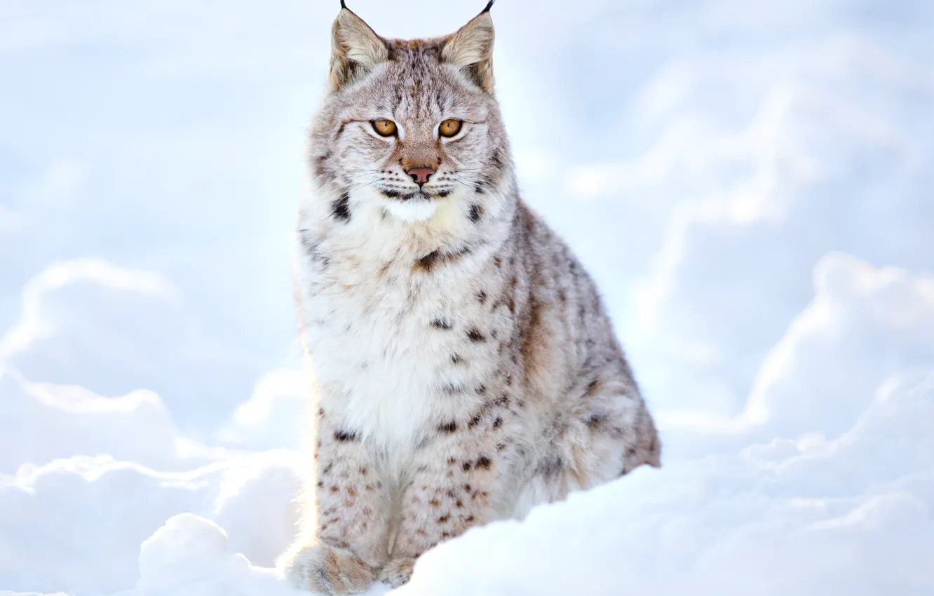 Фото обои зима, размытость, рысь, дикая кошка, animals, nature, боке, lynx