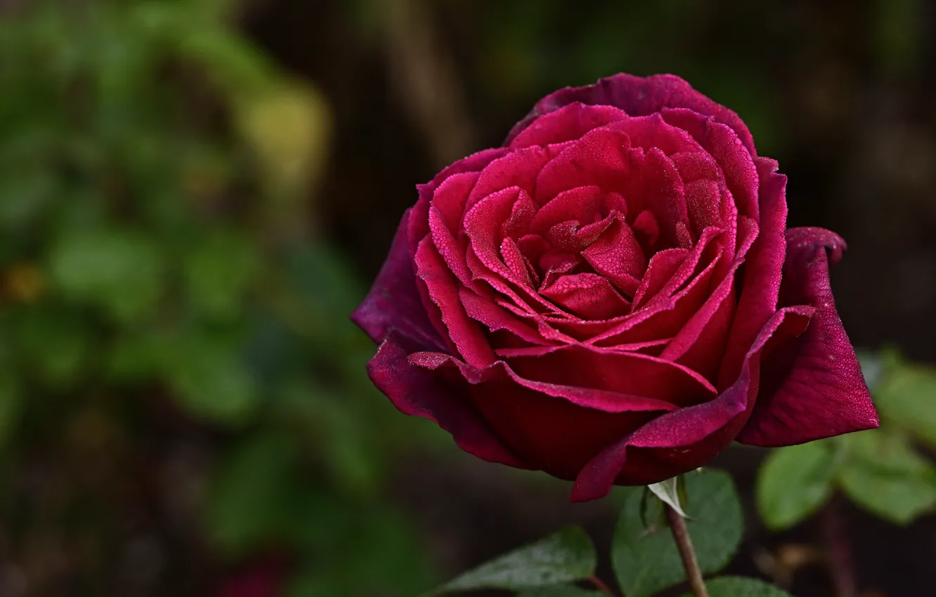 Фото обои цветок, листья, макро, розовая, роза, красная, боке, яркая