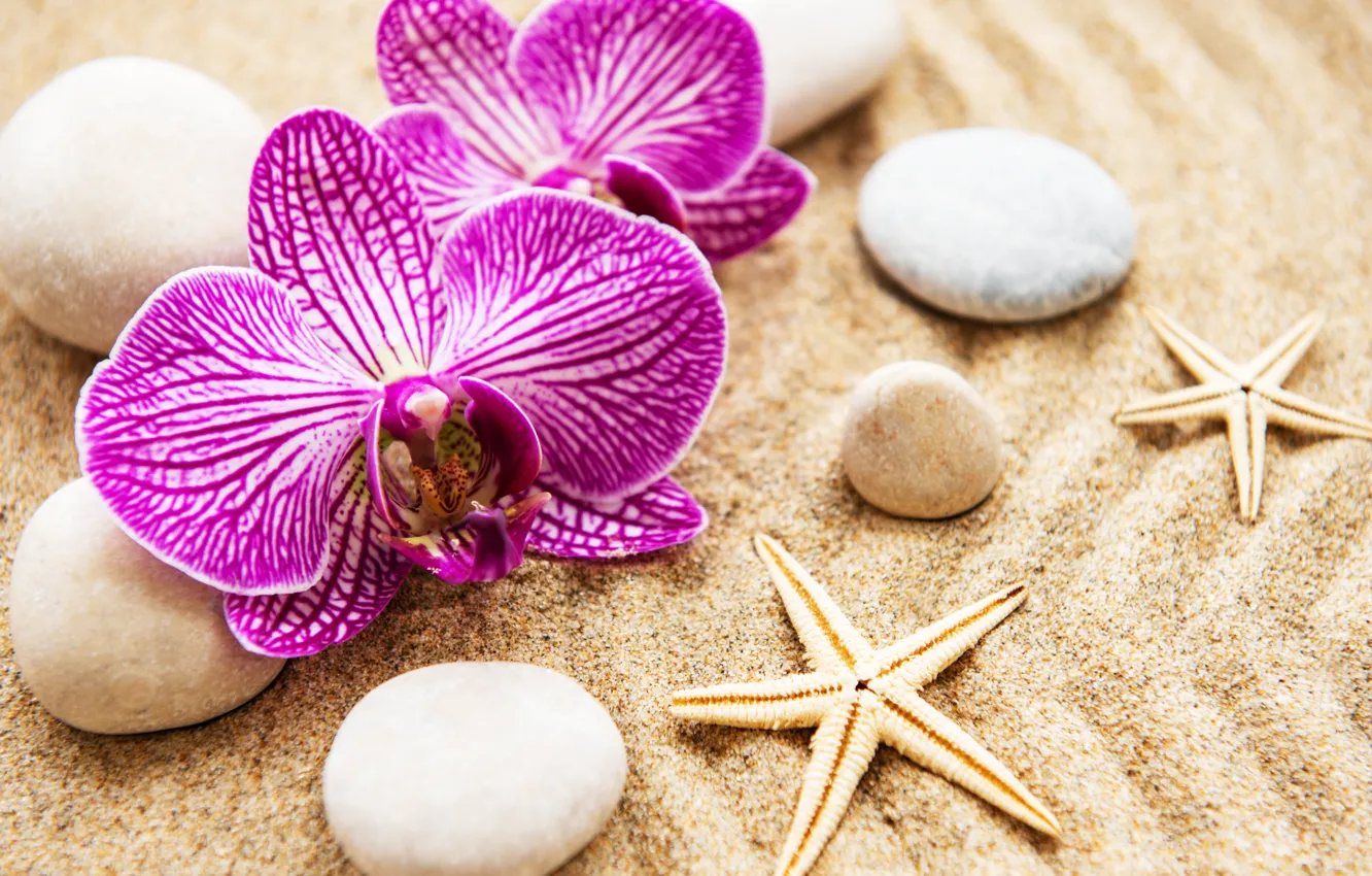 Фото обои песок, цветы, камни, орхидея, pink, flowers, sand, orchid