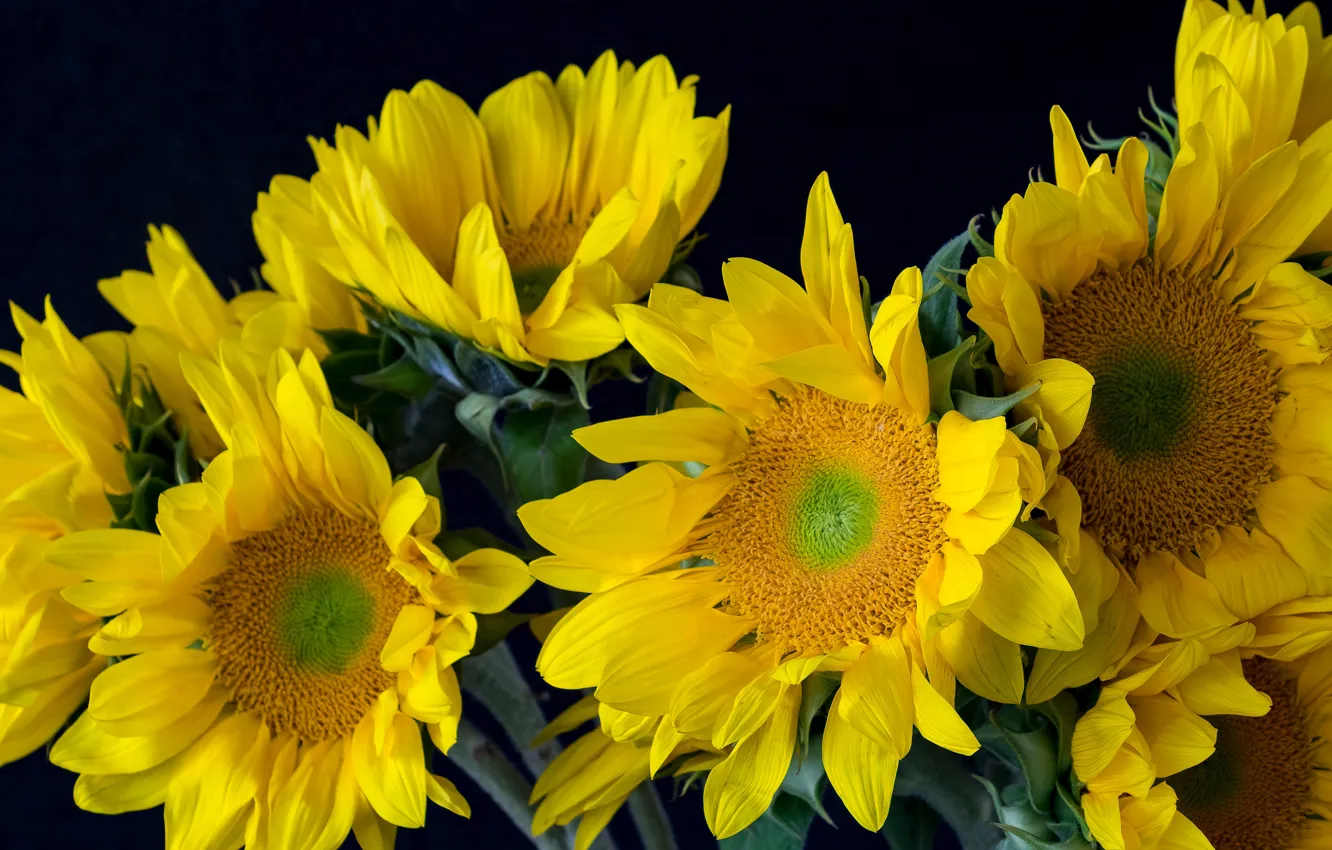 Фото обои подсолнухи, цветы, крупный план, букет, желтые, лепестки, черный фон