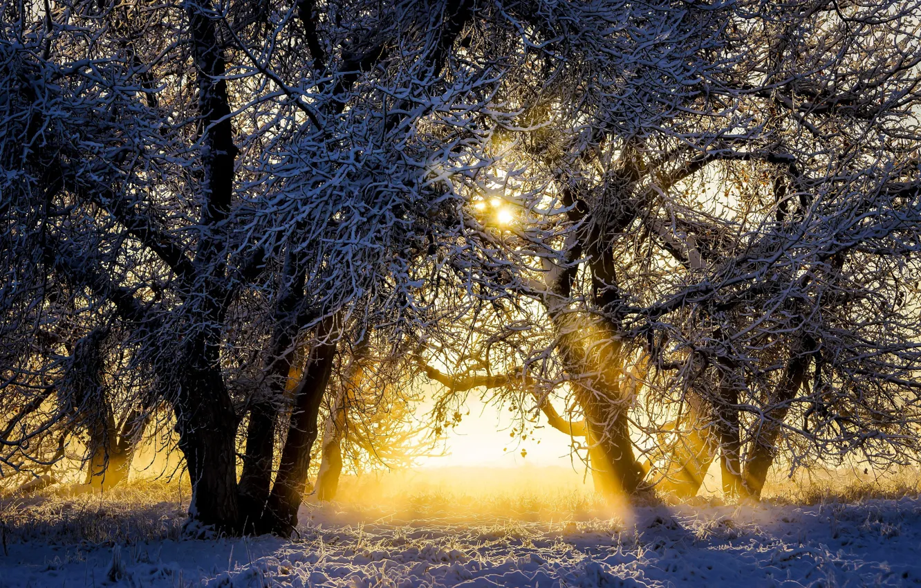 Фото обои зима, солнце, снег, деревья, восход, рассвет, утро