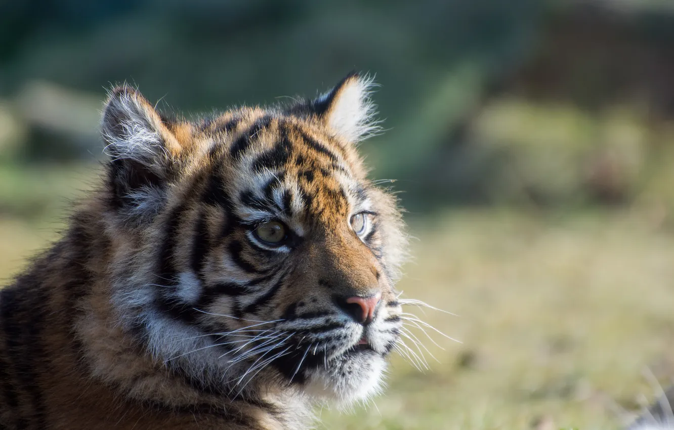 Фото обои взгляд, детёныш, тигрёнок, Суматранский тигр