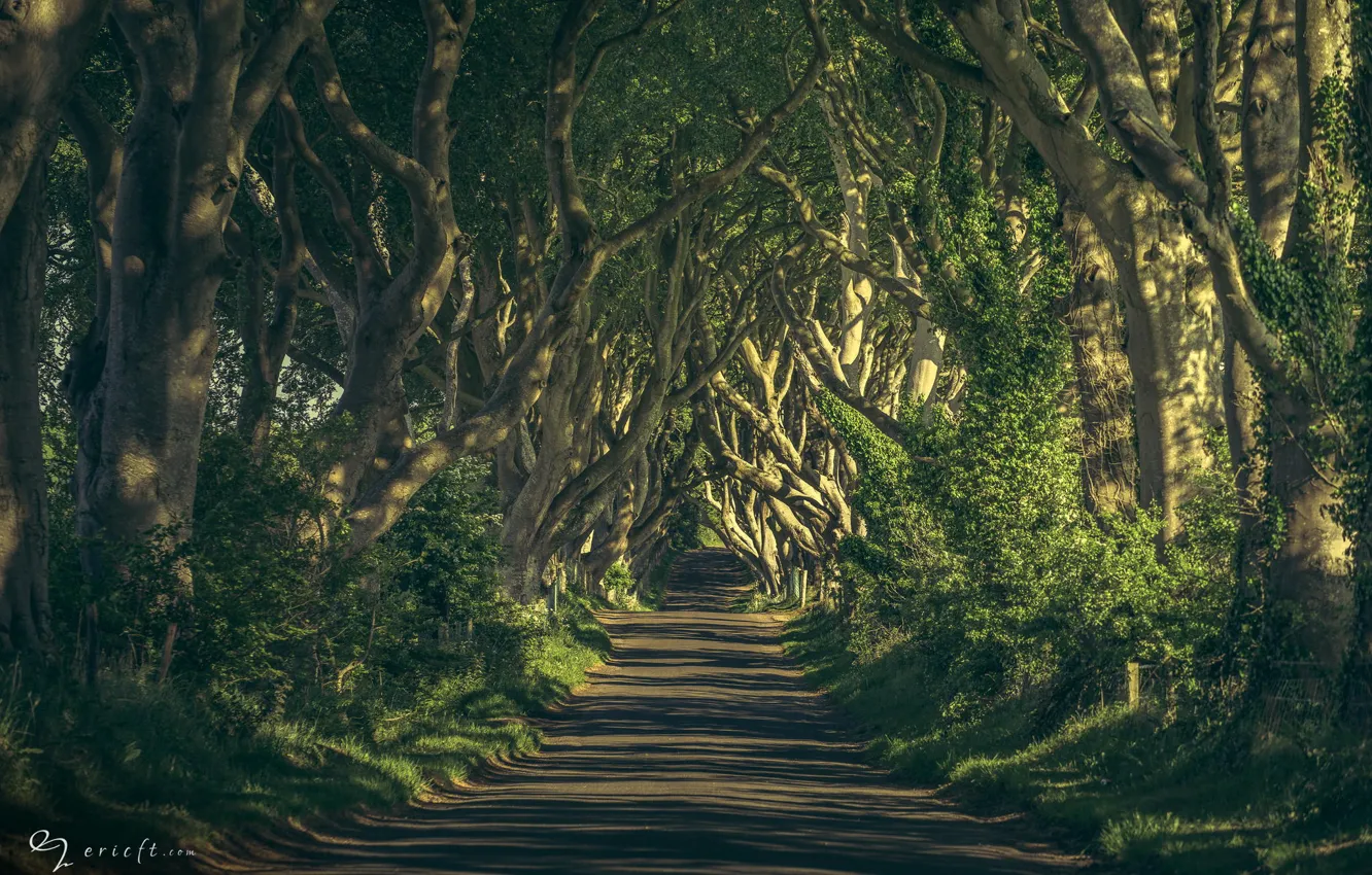 Фото обои дорога, деревья, ветки, природа