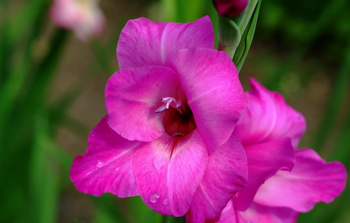 Фото обои Капли, Pink, Drops, Гладиолус, Gladiolus
