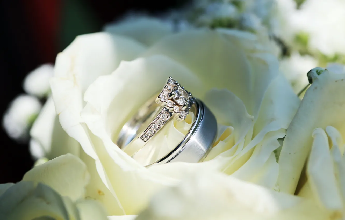 Фото обои цветы, розы, кольца, белые, свадьба