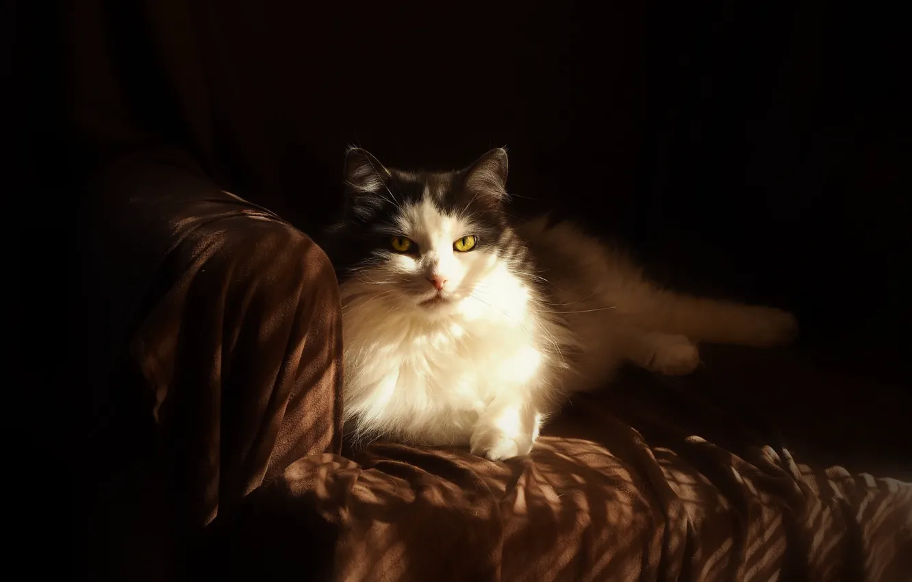 Фото обои кошка, кот, взгляд, свет, поза, темный фон, диван, черно-белая