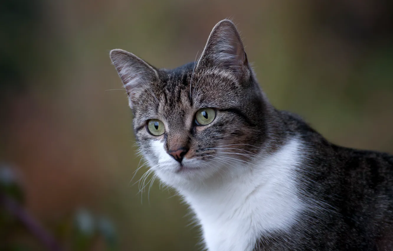 Фото обои кошка, кот, взгляд