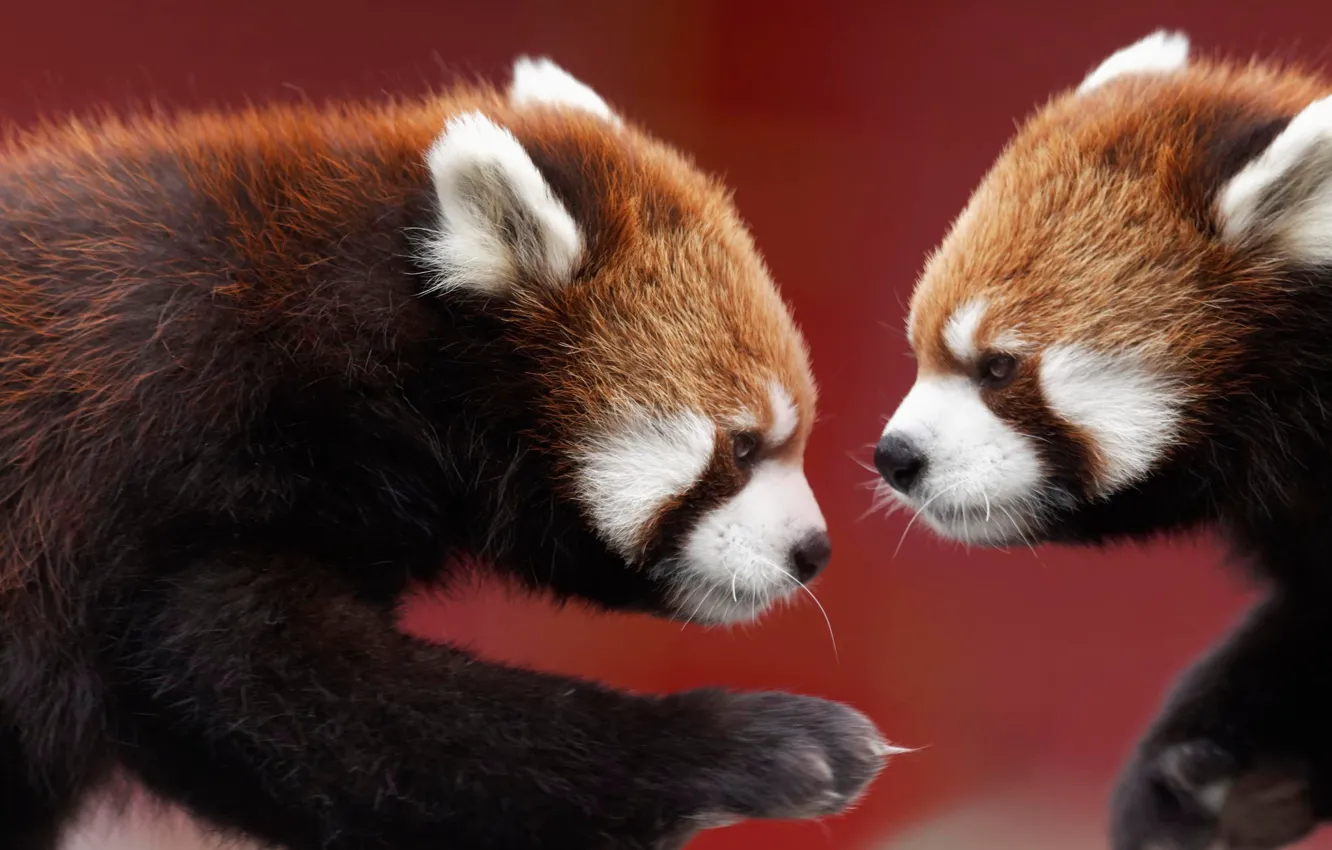 Фото обои две, панда, красная, морды