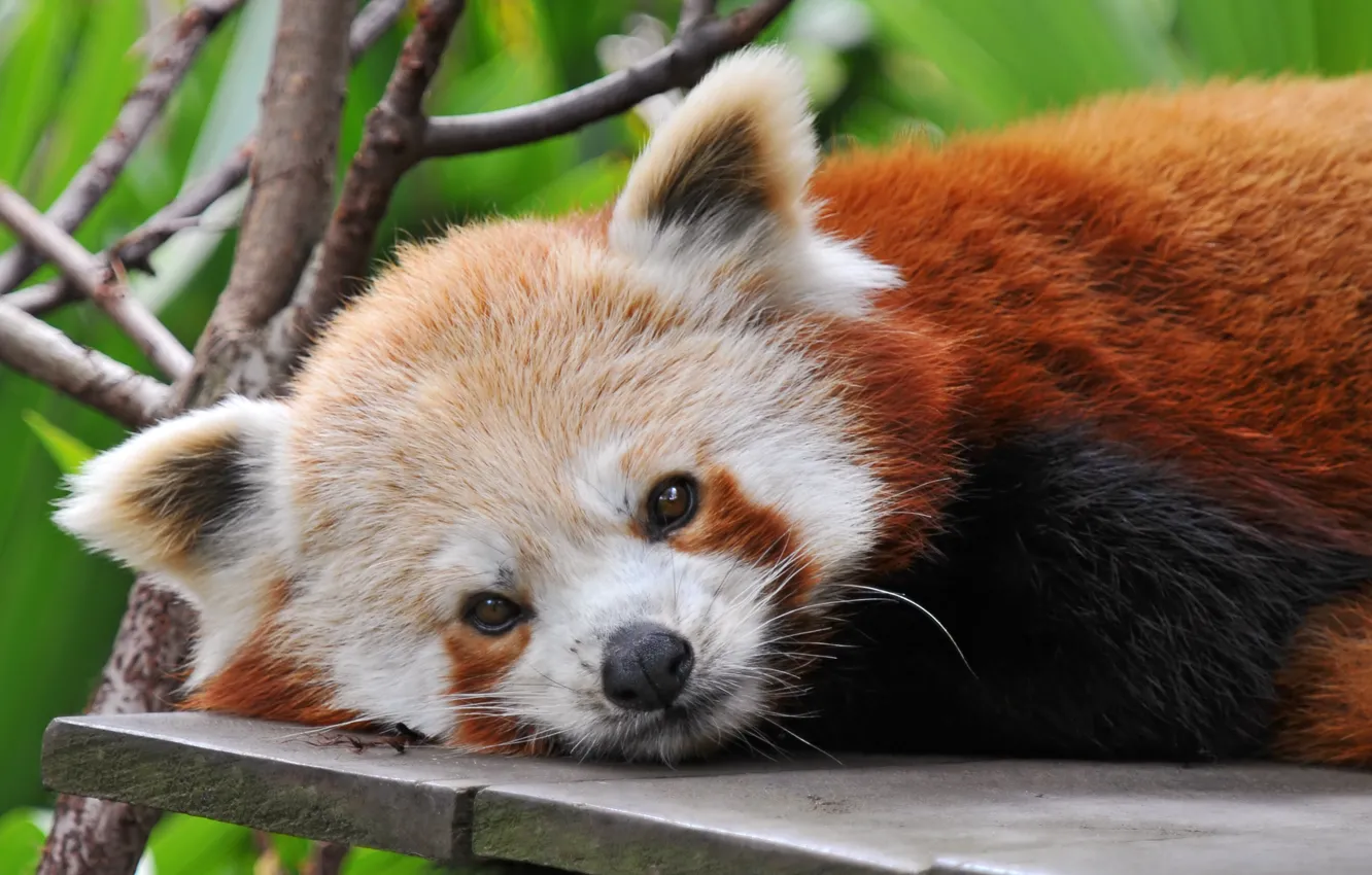 Фото обои красная панда, firefox, смотрит