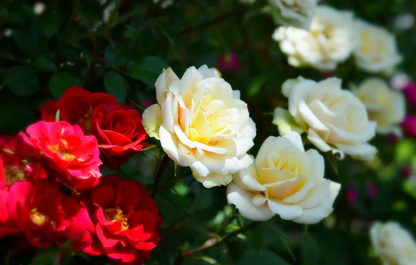 Фото обои Красные розы, Red roses, White roses, Белые розы
