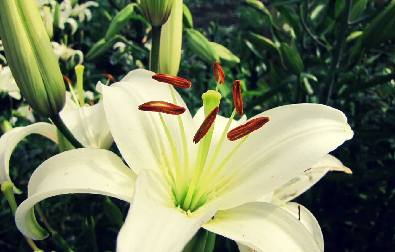 Фото обои цветок, макро, лилия, белая