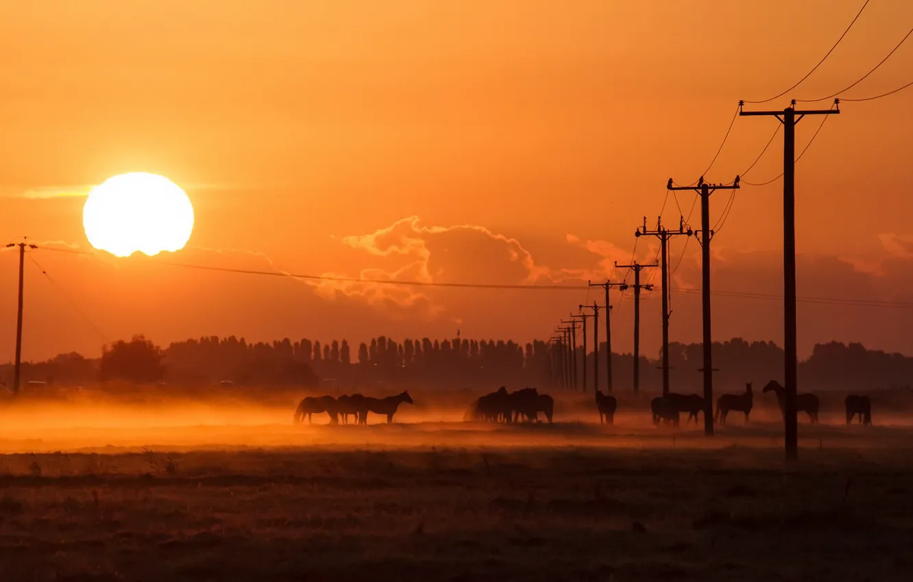 Фото обои солнце, ночь, туман, столбы, провода, кони, лошади