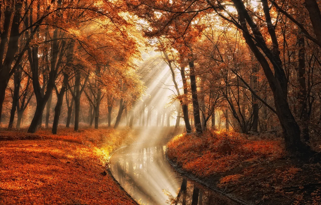 Фото обои осень, вода, лучи, свет, деревья, природа, фотограф, канал