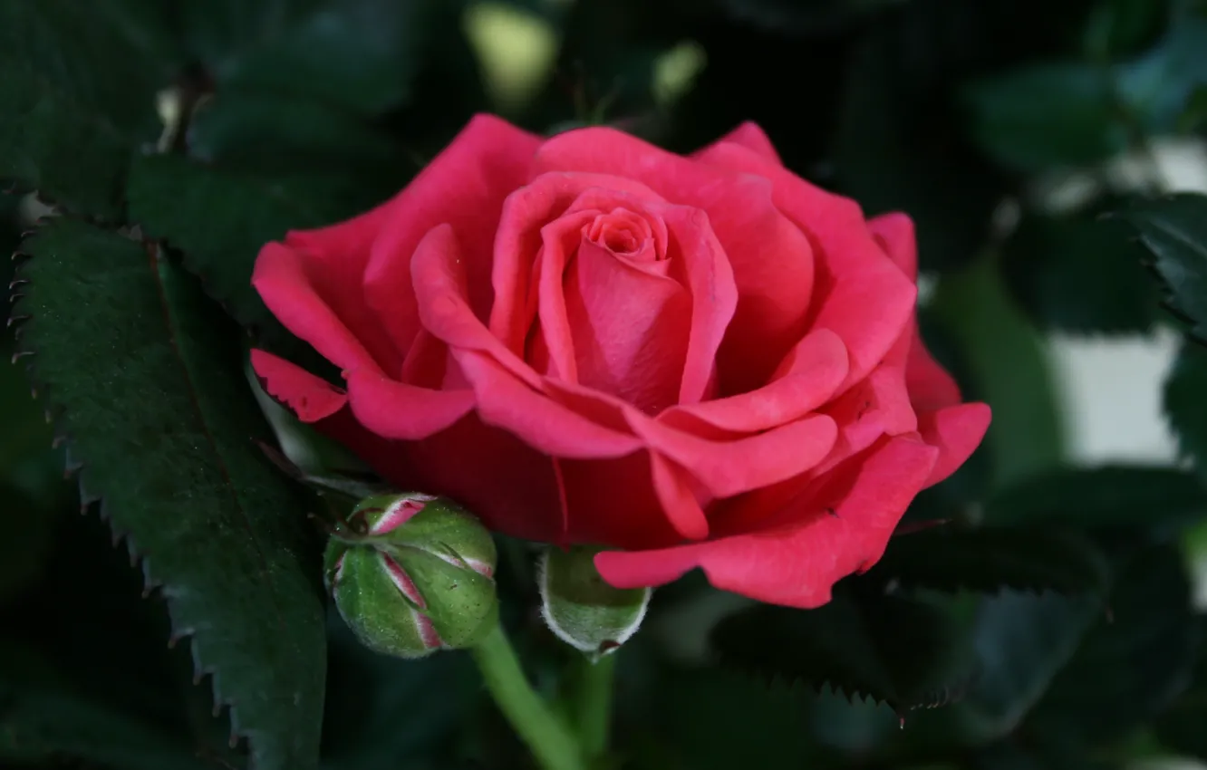 Фото обои роза, бутон, rose, Red, красная