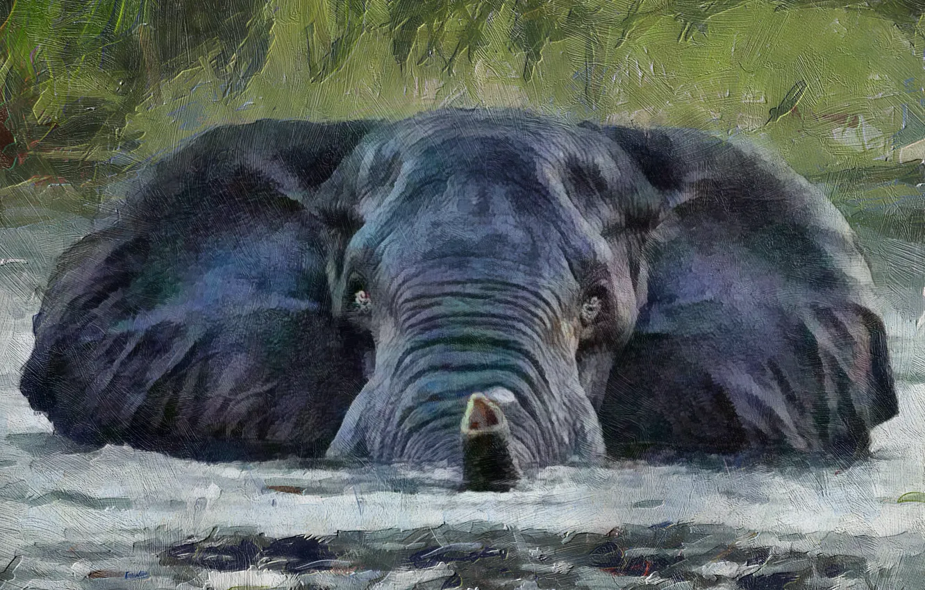 Фото обои взгляд, вода, фон, слон, хобот