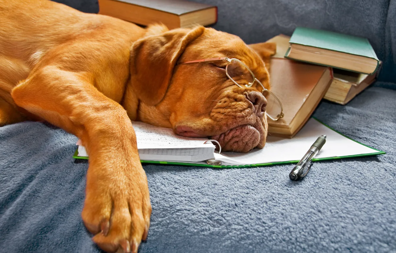 Фото обои книги, собака, очки, спит, тетрадь