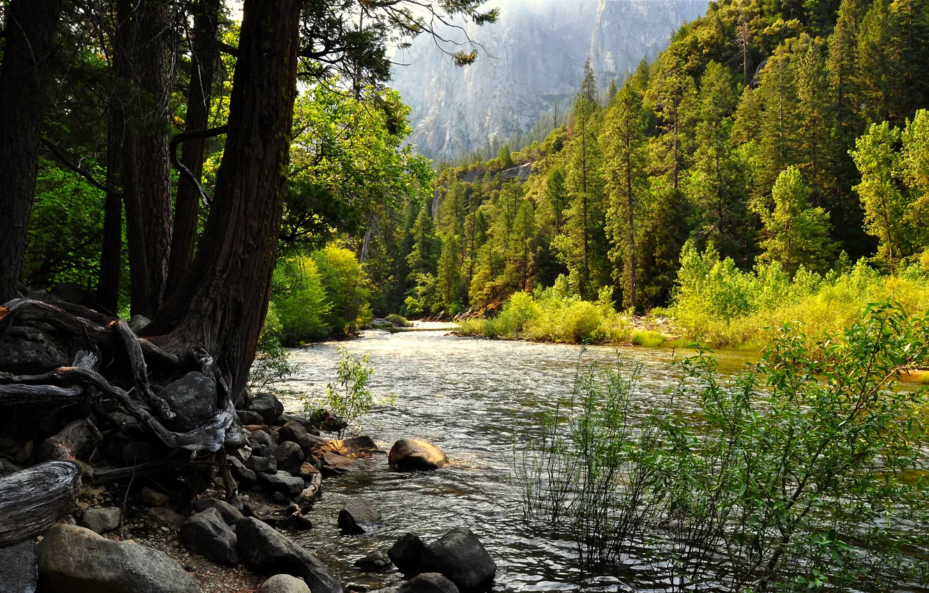 Фото обои лес, озеро, Йосемити, сша, калифорния